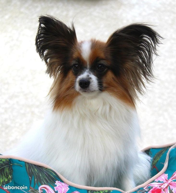 Les Epagneul nain Continental (Papillon) de l'affixe   Of Winner Mistral