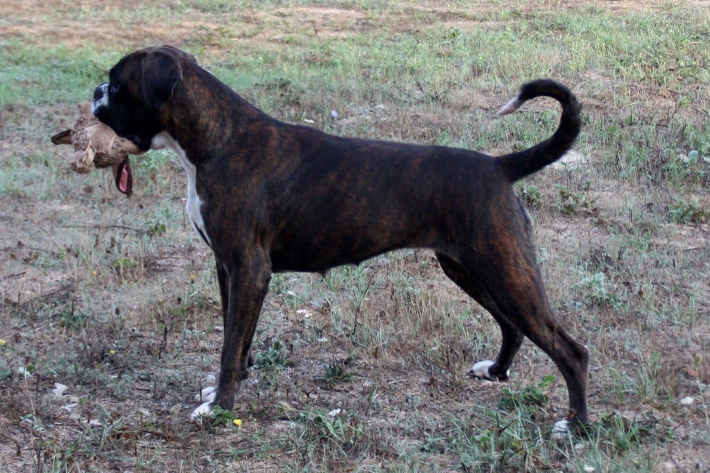 Les Boxer de l'affixe   du rocher de saphir