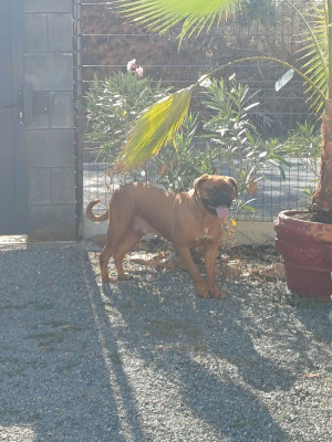 Étalon Dogue de Bordeaux - Taly Des Gardiens Des Vanneaux