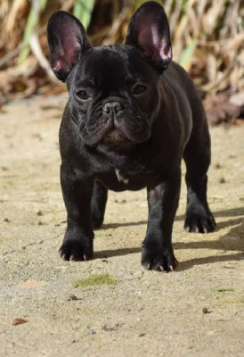 Étalon Bouledogue français - Shalimar Des Petites Madeleines