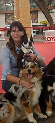 Étalon Boston Terrier - Sora of Cuddle and Beauty