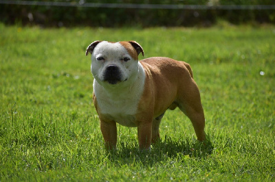 Étalon Staffordshire Bull Terrier - Of Suprême Staffy's Oliver twist again