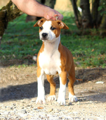 Étalon American Staffordshire Terrier - Terrier's Paradise Terra