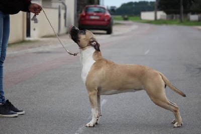 Étalon American Staffordshire Terrier - Sorry legends never die du temple de Gaïa