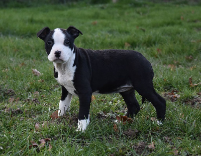 Étalon American Staffordshire Terrier - Hardstone's Rowdy princess