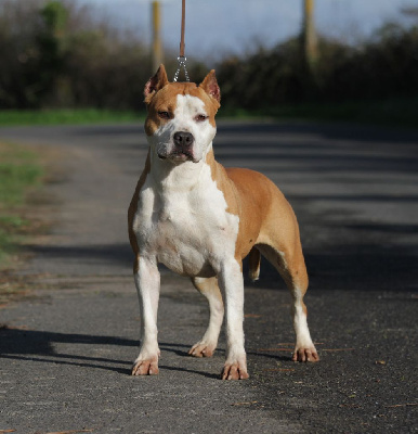 Étalon American Staffordshire Terrier - Sky queen De Rockstar Dog