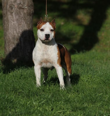 Étalon American Staffordshire Terrier - Perfect gold shine De Rockstar Dog