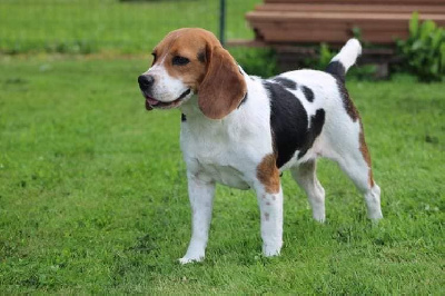 Étalon Beagle - Osca (Sans Affixe)