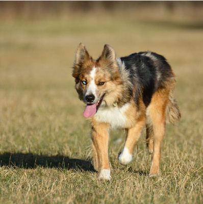 Étalon Border Collie - Lytoux's Spirit Run chucky run