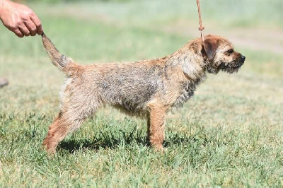 Étalon Border Terrier - koppany-vôlgyi vadûzô Hiszti