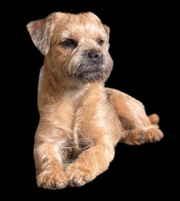 Étalon Border Terrier - nardai hurrikán Rheila aka mimi