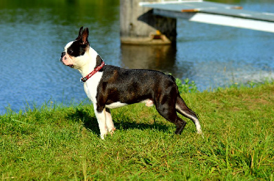 Étalon Boston Terrier - Intrepid star Of nimiloxus