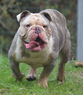 Étalon Bulldog Anglais - Adonis - dit dallas (mÃ¢le) du domaine de Yunna