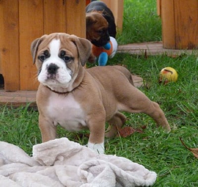 Étalon Bulldog continental - Trebbiano ruplay des Terres de Groie