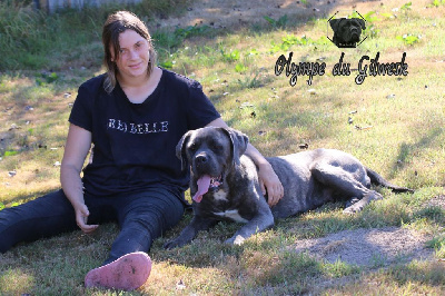 Étalon Cane Corso - Olympe du Gilwesk