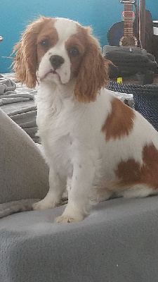 Étalon Cavalier King Charles Spaniel - Rangoon creeper (Sans Affixe)