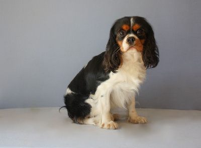 Étalon Cavalier King Charles Spaniel - Shirley Du murat