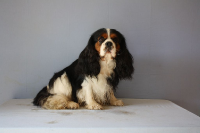 Étalon Cavalier King Charles Spaniel - Old fashioned way of Sevijean's