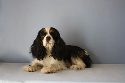 Étalon Cavalier King Charles Spaniel - God Save The Queen Ruth