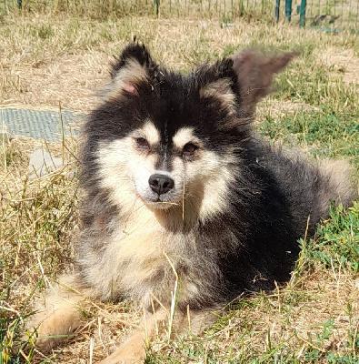 Étalon Chien finnois de Laponie - Missukka Des royaumes du grand nord