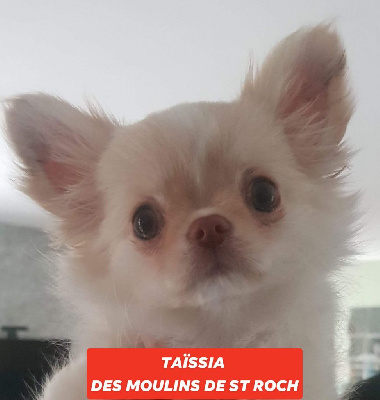 Étalon Chihuahua - Taissia Des Moulins De St Roch