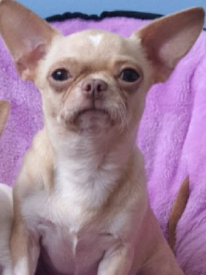 Étalon Chihuahua - fortunat foreva Stels