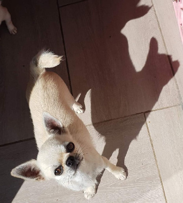 Étalon Chihuahua - Sailor moon Du Clos Shooting Star
