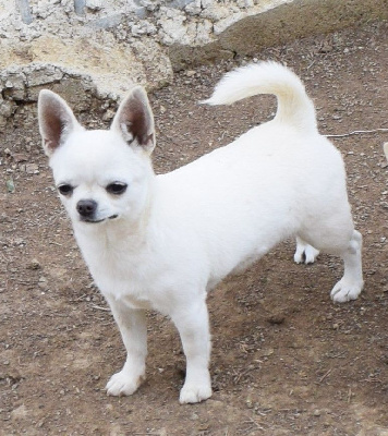 Étalon Chihuahua - Telia Du Clos Shooting Star