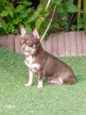 Étalon Chihuahua - Pearl vom der Glucken