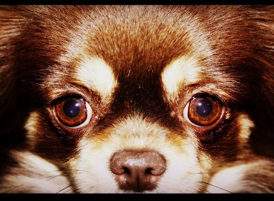 Étalon Chihuahua - Milka prima dona fonte di joy