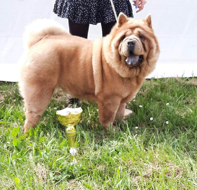 Étalon Chow Chow - Okaïdi De L'Esprit De Buchido