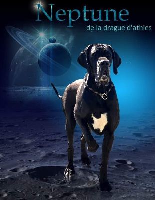Étalon Dogue allemand - Neptune De La Drague D'Athies