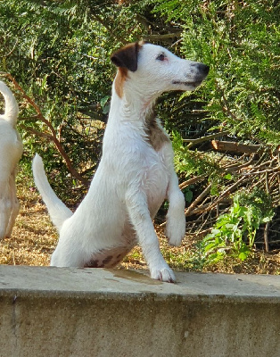Étalon Fox Terrier Poil lisse - Tina turner De La Rivière Landelot