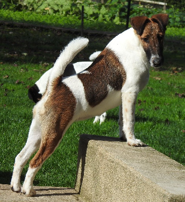 Étalon Fox Terrier Poil lisse - Twenty De La Rivière Landelot