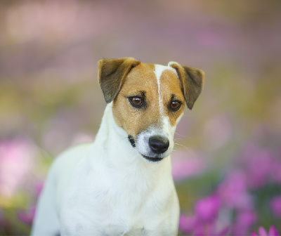 Étalon Jack Russell Terrier - Roxie Du Bois De Capsil