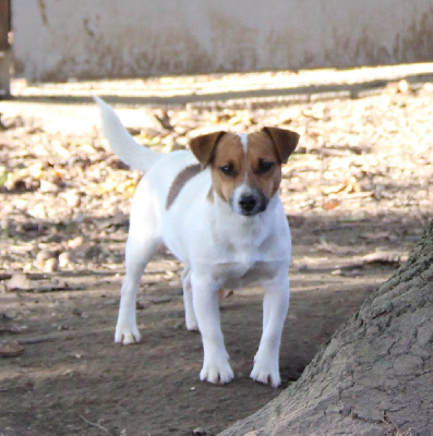 Étalon Jack Russell Terrier - Sultan of Spirit Mountain