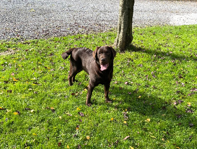 Étalon Labrador Retriever - Ss du champ du chaufour