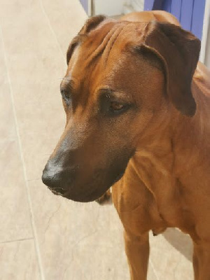 Étalon Rhodesian Ridgeback - randa's soul Nala