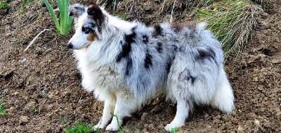Étalon Shetland Sheepdog - Pin'up de la croix de chevalier
