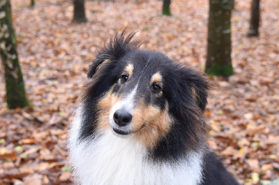 Étalon Shetland Sheepdog - Timotheos blue De La Vallée Du Petit Pré