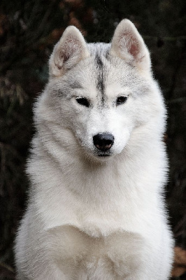 Étalon Siberian Husky - Twilight sparkle Of cold winter nights