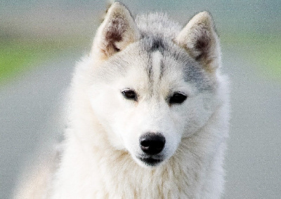 Étalon Siberian Husky - Trough infinity love Of cold winter nights
