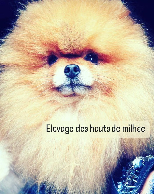 Étalon Spitz allemand - Paco rabane puppy boom inova