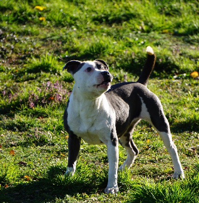 Étalon Staffordshire Bull Terrier - Schanel Dog Passion