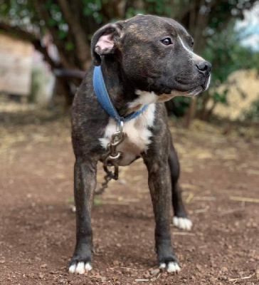 Étalon Staffordshire Bull Terrier - Rambo of Knightwood Oak