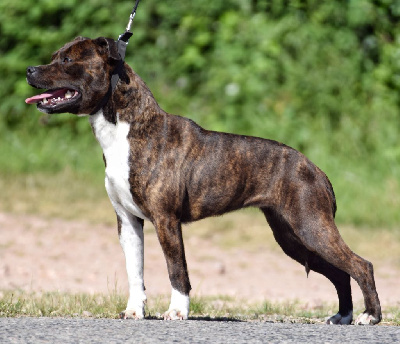 Étalon Staffordshire Bull Terrier - Rena killy Original Stafford Legend