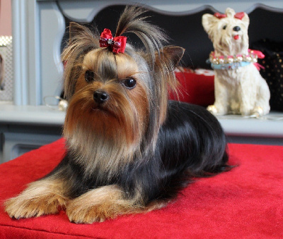 Étalon Yorkshire Terrier - Ugo vivat zhubrit