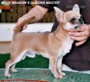 Dancing master Misty Meadow's