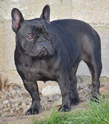 Étalon Bouledogue français - Rasta lili du domaine de Bodaway