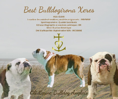 Étalon Bulldog Anglais - best bulldogirona Xeres}